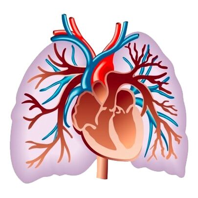 Utjecaj Pulsactivea na kardiovaskularni sustav